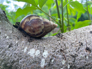 Close up Snail moving slowly on a log. Crawling snail on a log plant