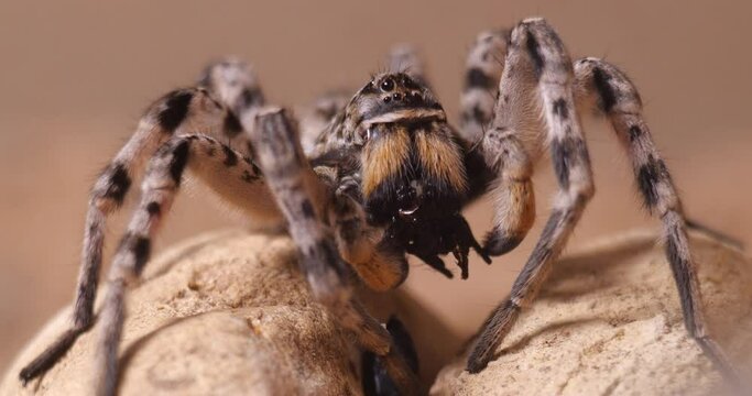 Lycosa singoriensis spider close-up portrait in natural inhabitat