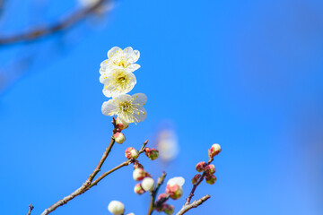 春の訪れ、梅が咲き始めた