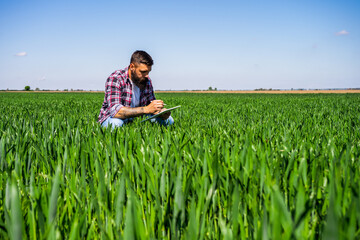 Naklejka na ściany i meble Farmer is examining the progress of crops in his barley field.