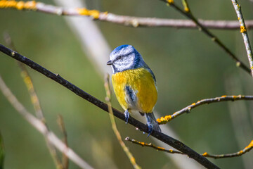 Cyanistes caeruleus Blue tit perched on twig close up 