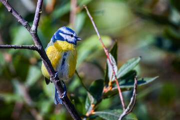 Cyanistes caeruleus Blue tit perched on twig close up 