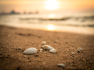 Shellfish SeaShell on Sand Beach at Coast with Golden Light Sunset Nature Background,Shore on Dusk,for Tourism Relax Travel Tropical Vacation Summer Holidays or Couple Love Valentine Days Concept.