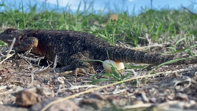 Lizard laying Eggs