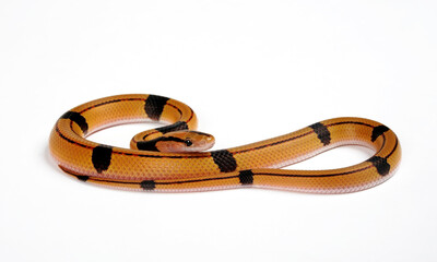 Bambusnatter // red bamboo snake (Oreocryptophis porphyraceus vaillanti)