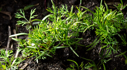 Young green dill grows in the ground.