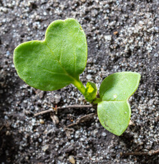 Radish sprouts break through the ground in spring.