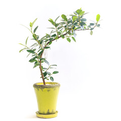 Fototapeta na wymiar 観葉植物、フィカス・ルビギノサ（フランスゴム）の鉢植え【白背景】