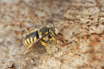Closeup on a Mediterranean Florentine woolcarder bee, Anthidium florentinum sitting on a stone