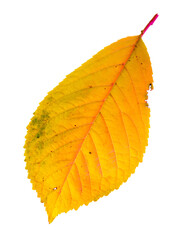 Yellow autumn leaf from a tree isolated on a white background.