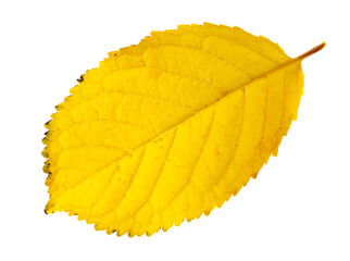 Yellow autumn leaf from a tree isolated on a white background.