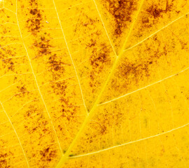 Obraz premium Yellow autumn leaf from a tree as a background.