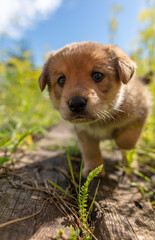 Portrait of a small puppy in the grass