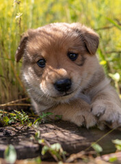Portrait of a small puppy in the grass