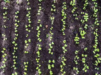 Radish sprouts break through the ground in spring.