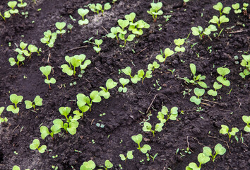 Radish sprouts break through the ground in spring.