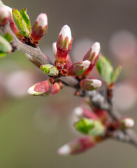 Closed flowers in buds on a cherry tree in spring.