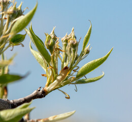 Obraz premium Closed pear flowers against the blue sky.