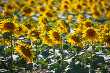 Yellow flowers of sunflowers as a background.