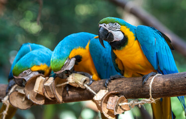 Blue-and-yellow macaws (Ara ararauna) sitting on a tree branch as they chew on blocks of wood at a bird sanctuary near Iguazu Falls in Brazil.