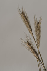 Dry wheat ear stems on warm tan white background with soft blurred sunlight shadows. Aesthetic bohemian minimal floral composition with copy space and sun light shades. Parisian vibes