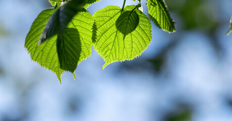 New leaves on the branches of a tree.