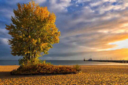 Poland, Pomerania, Sopot, Lone autumn tree growing on beach at cloudy sunrise