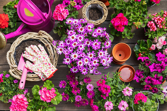 Various pink summer flowers cultivated in wicker baskets and terracotta flower pots