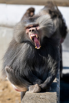 Portrait of hamadryas baboon (Papio hamadryas) baring teeth toward camera