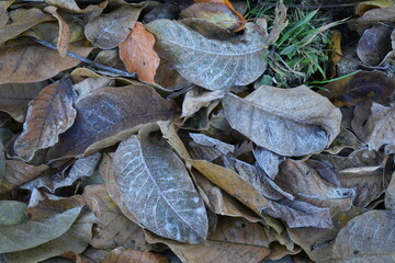 Frosty Leaves on the Ground 