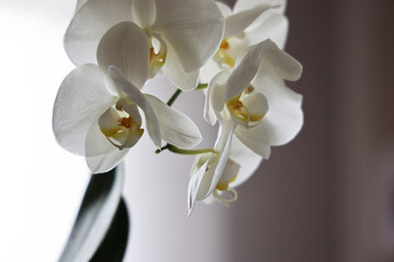 Orchidea bianca (phalaenopsis), still life di fiori e foglie isolate su fondo neutro