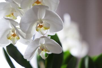 Fototapeta na wymiar Orchidea bianca (phalaenopsis), still life di fiori e foglie isolate su fondo neutro