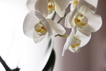 Fototapeta na wymiar Orchidea bianca (phalaenopsis), still life di fiori e foglie isolate su fondo neutro