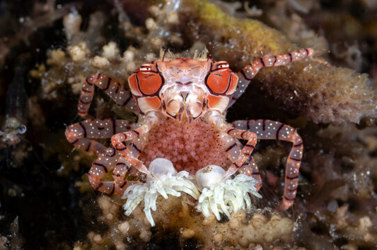 Boxer Crab - Lybia tesselata. Macro underwater world of Tulamben, Bali, Indonesia. 