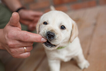 cute white labrador puppy bites man finger close up indoor portrait. pet puppy dog nibbles on  hand...