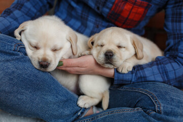 Kid Pet Friendship. beautiful woman hugs and stroking two one month old white labrador pappy. two healthy puppies golden retriever sleeping  in owner hands close up portrait. people and dog concept

