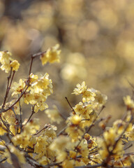Beautiful flowers of Japan's four seasons