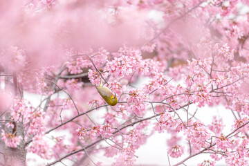 Beautiful flowers of Japan's four seasons