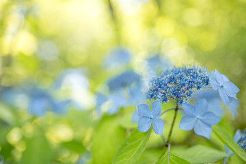 Beautiful flowers of Japan's four seasons