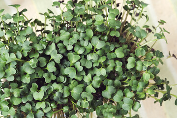 Close-up of microgreen broccoli. Concept of home gardening and growing greenery indoors