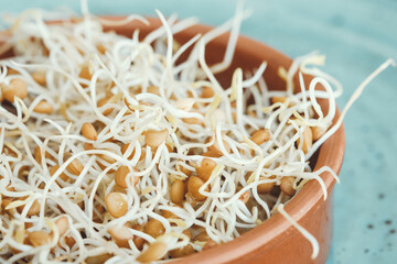 Lentil sprouts in a brown bowl on a blue plate. Germinating seeds, healthy food. Selective focus.