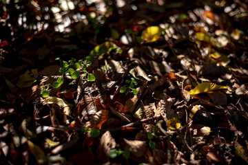 Beautiful autumn leaves in Japan