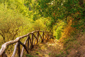 rustic trail in mountains with green grass and bushes, rural path to mountains in autumn