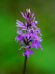 Fuchs' orchid (dactylorhiza fuchsia) in an undergrowth of Vercors, France