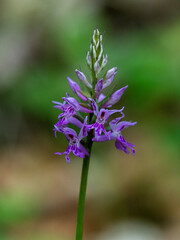Fuchs' orchid (dactylorhiza fuchsia) in an undergrowth of Vercors, France