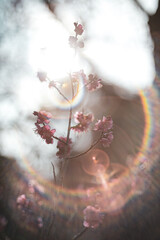 Beautiful flowers of Japan's four seasons