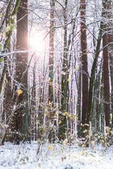 Winter forest. There is a lot of snow, all the trees are covered with snow. Wonderful winter...