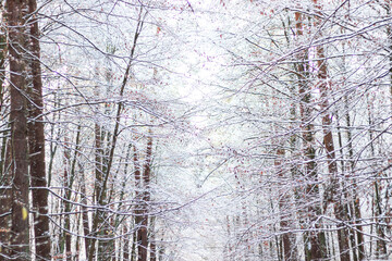 Winter forest. There is a lot of snow, all the trees are covered with snow. Wonderful winter weather.