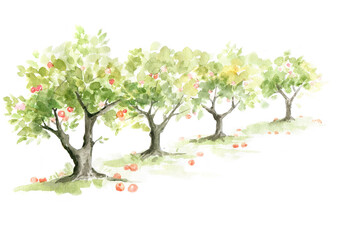 Fototapeta na wymiar Apple orchard. Watercolor illustration, trees with ripe fruit.