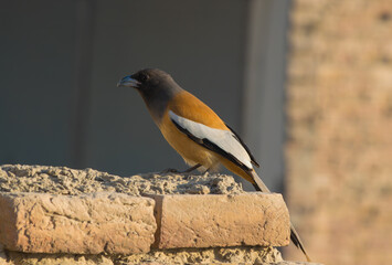 Close up of rufous treepie bird with blurred background. Rufous bird side view.